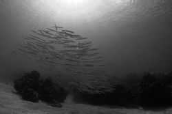 School of Southern Sennet, Grand Cayman. by David Heidemann 